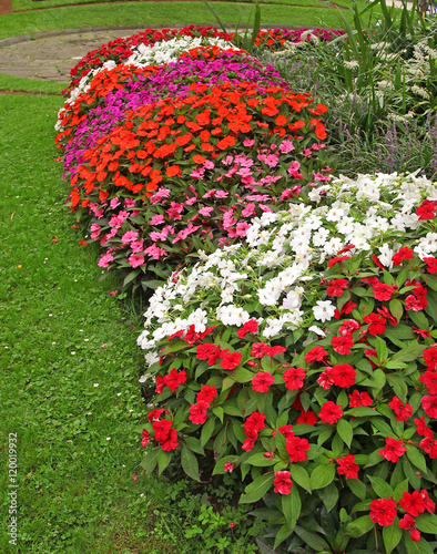 Cuadro en lienzo Massif d'impatiens
