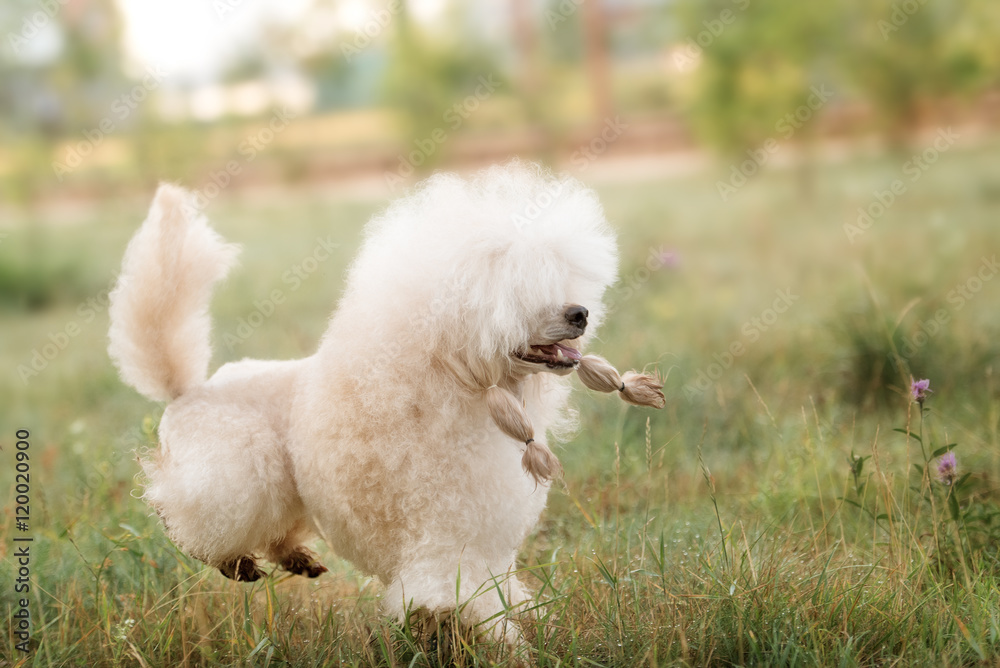 Portrait of a female apricot poodle dog