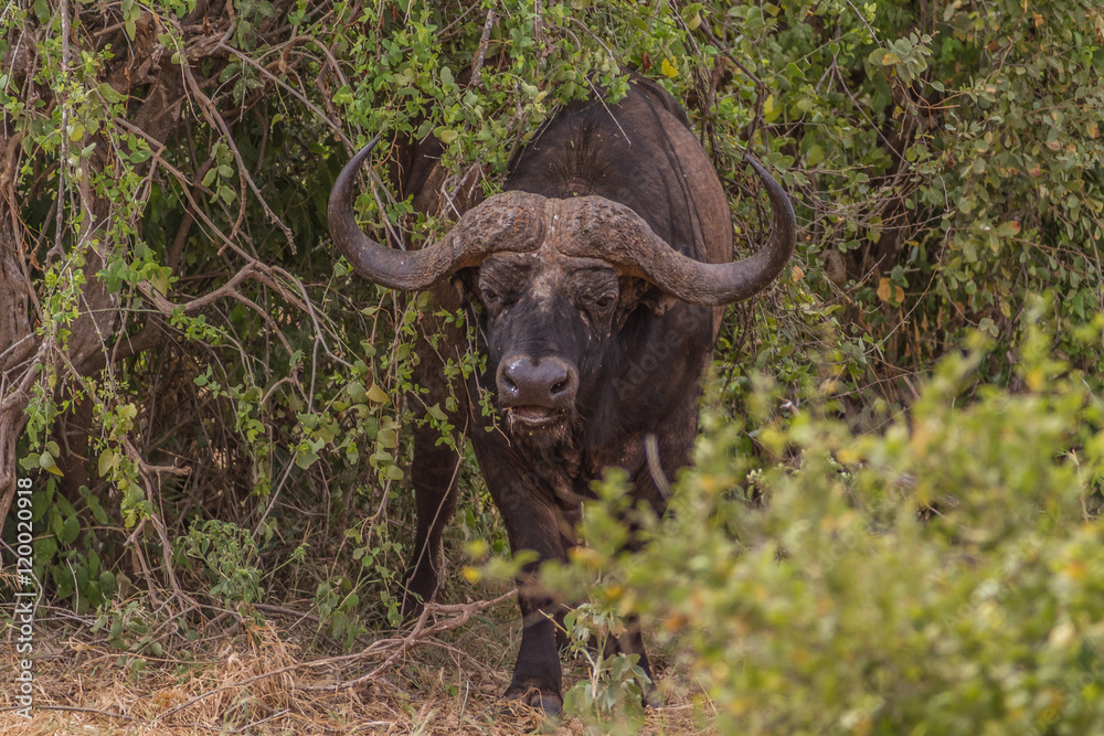 Buffalo in Tsavo National Park, Kenya Buffalo in Tsavo National Park, Kenya