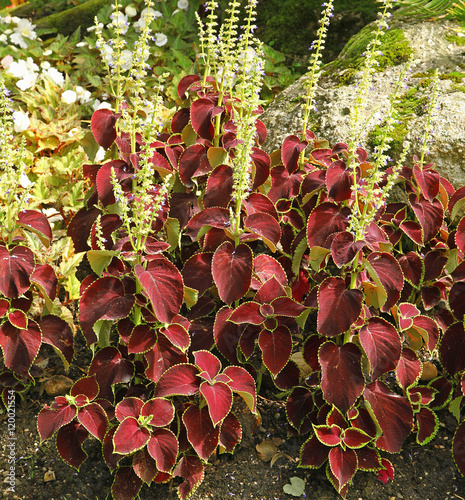 Massif de coleus photo