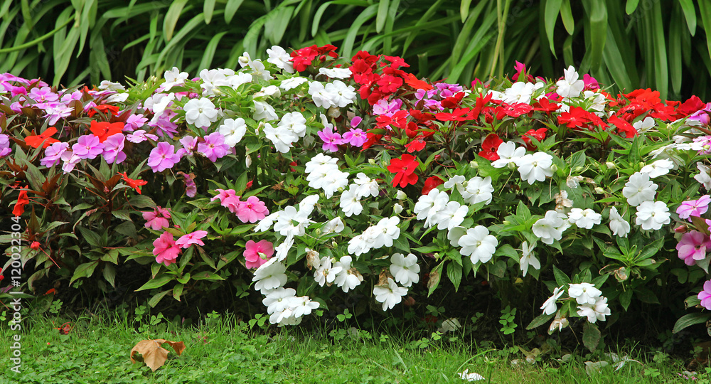 massif d'impatiens massif d'impatiens