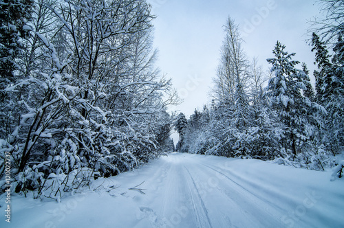 зимняя панорама заснеженного леса, Россия, Урал © 7ynp100