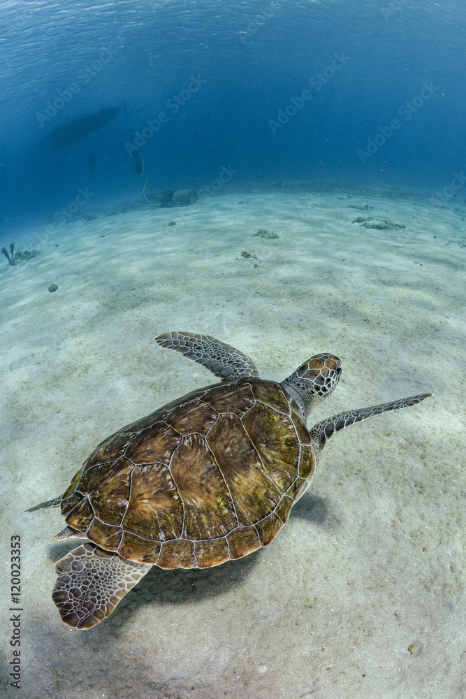 Obraz premium Turtle swimming near to sandy bottom