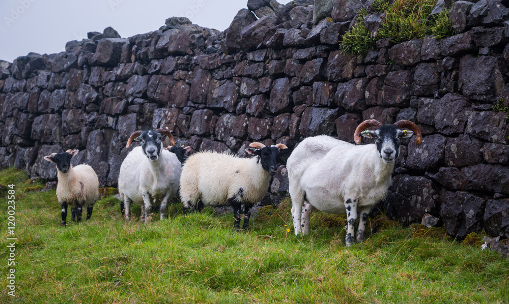 Fototapeta premium Neugierige Schafe in Schottland