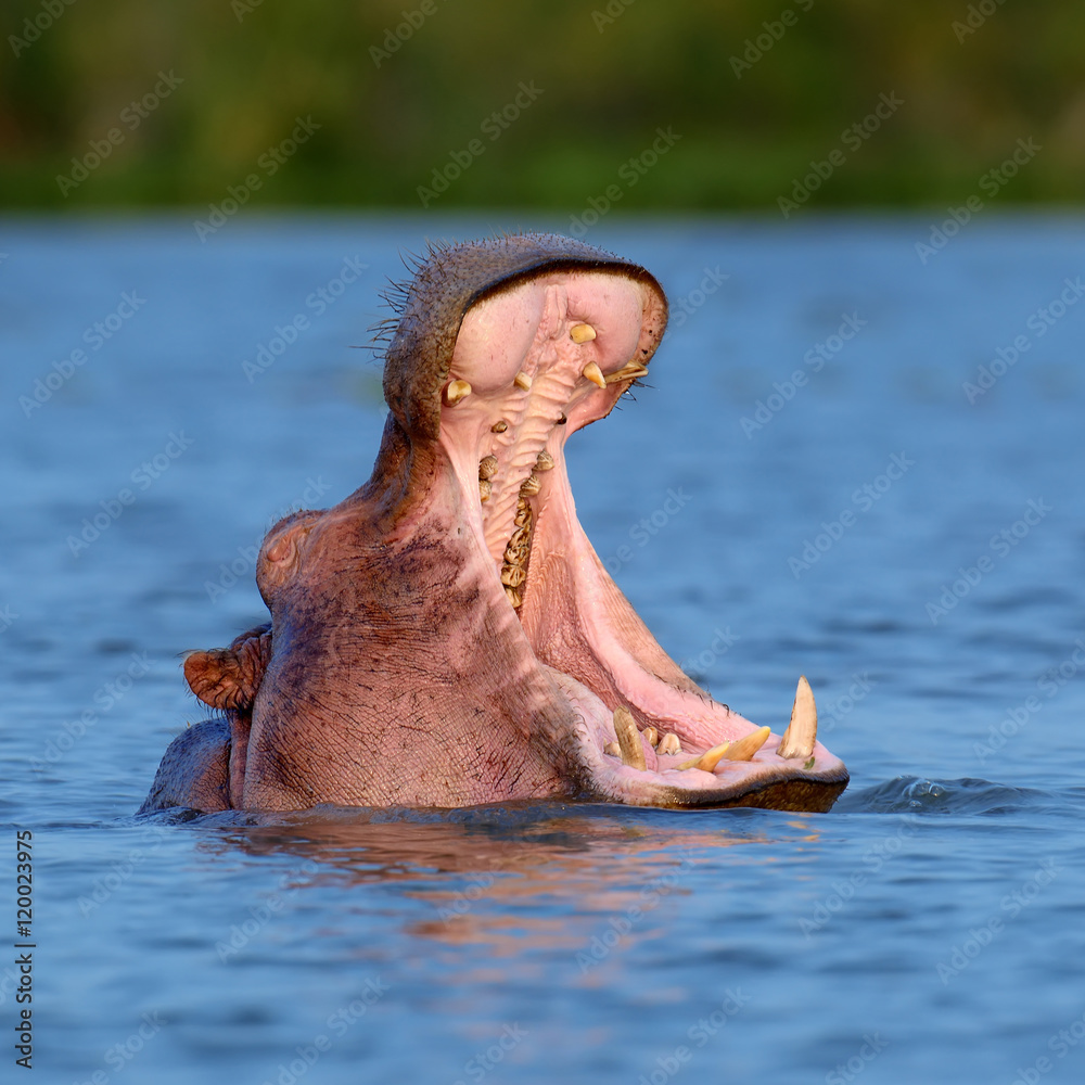 Fototapeta premium Hippo on lake in Africa