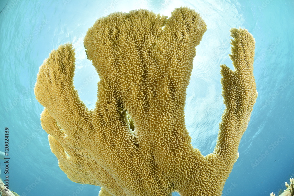 Naklejka premium Elkhorn Coral with sunlight