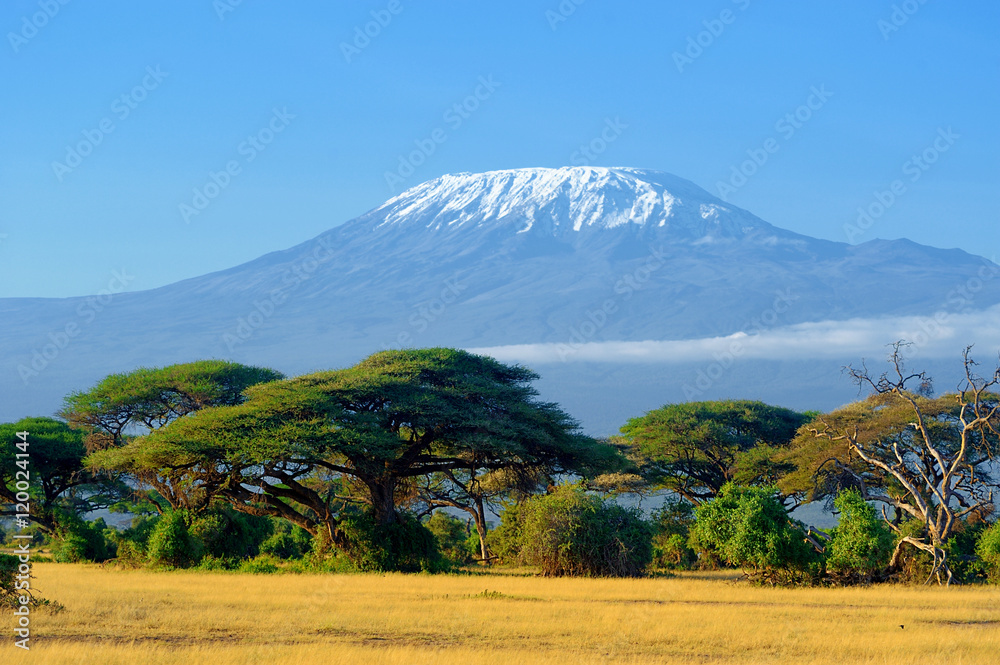 Kilimanjaro on african savannah - obrazy, fototapety, plakaty 