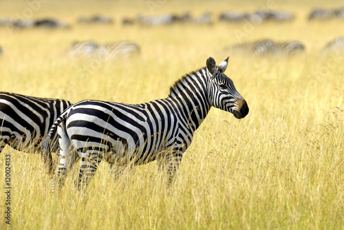 Zebra on grassland in Africa