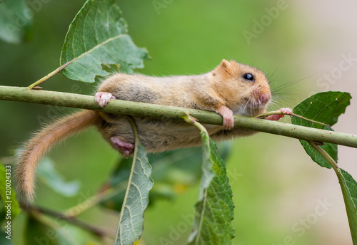 Hazel (or common) dormouse (Muscardinus avellanarius)