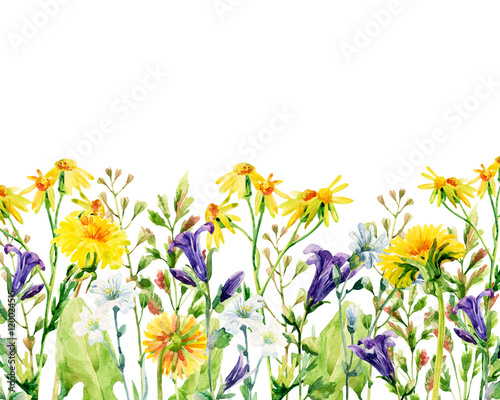 Fototapeta Naklejka Na Ścianę i Meble -  Meadow watercolor flowers card