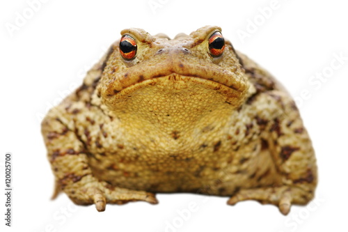 isolated close up of common toad