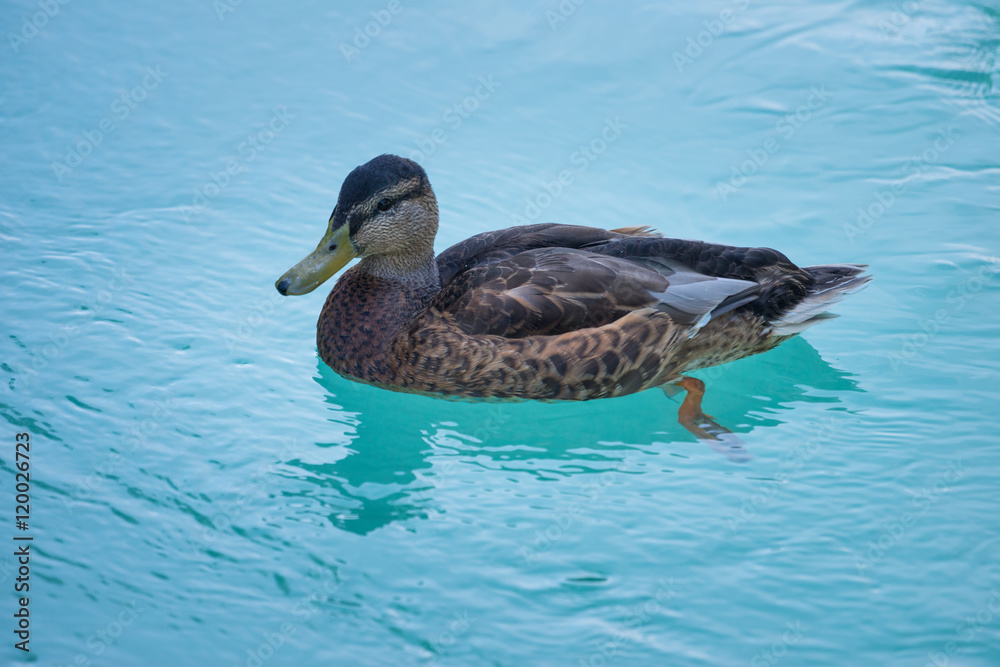 european female duck swims on blue river water european female duck swims on blue river water