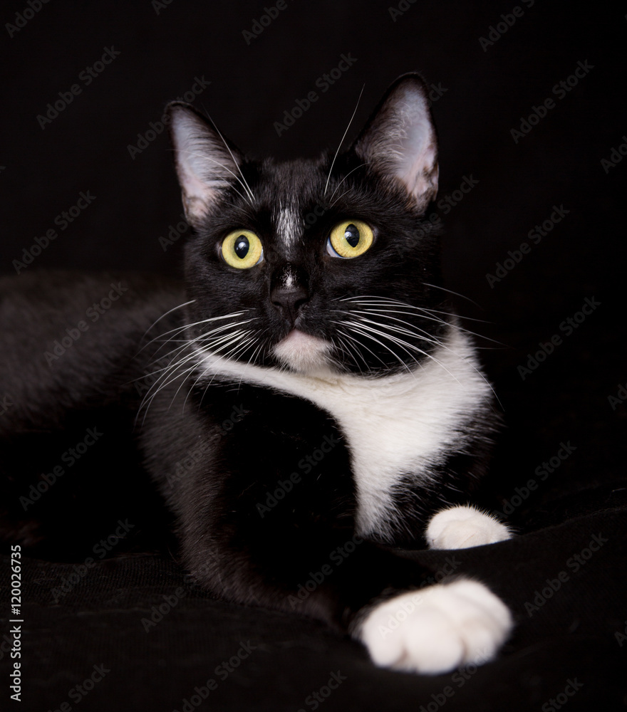 Pretty Cat Portrait / Black & white tuxedo cat with white paws posing against black background.