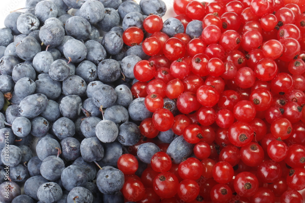 blueberry and red currant background blueberry and red currant background