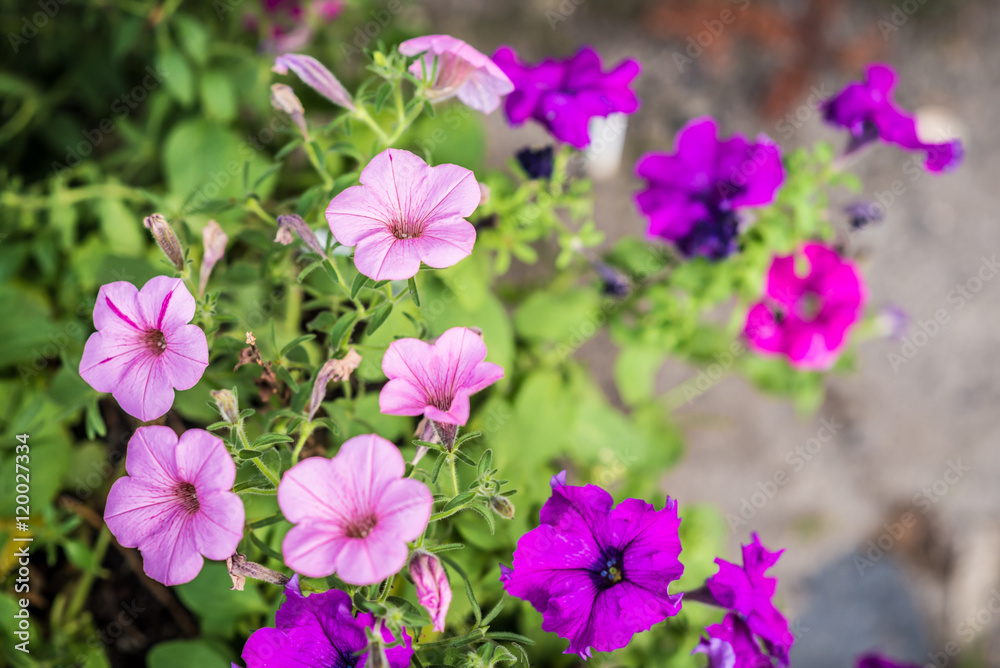 purple and pink petunia flowers growing in the summer garden purple and pink petunia flowers growing in the summer garden
