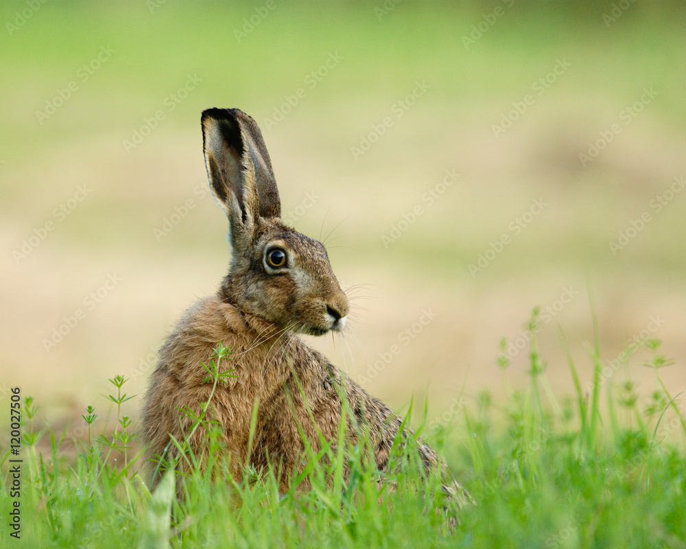 Fototapeta premium Feldhase