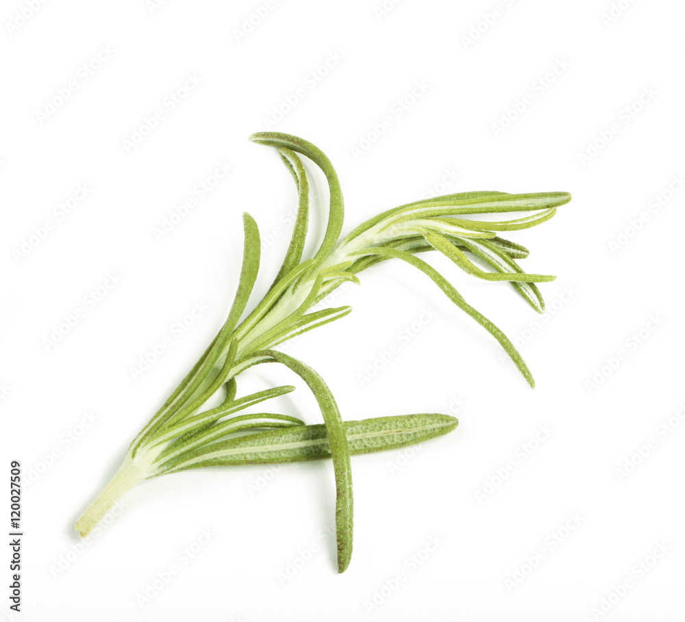 Fototapeta premium rosemary isolated