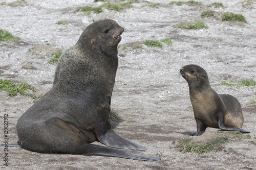 Young male and female northern fur seals on the beach Bering Isl