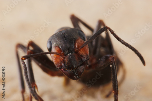 ant on wooden background
