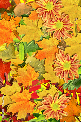 abstract background of autumn leaves