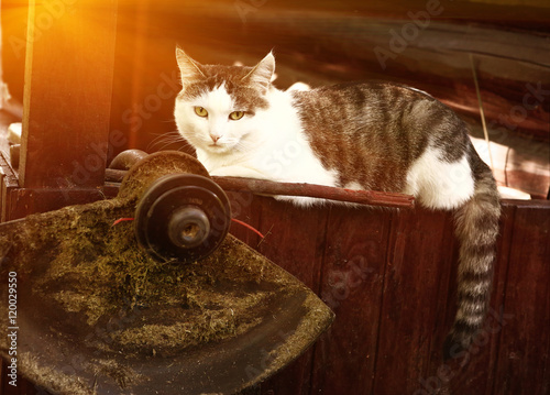 cat lay on the country house wooden porch photo