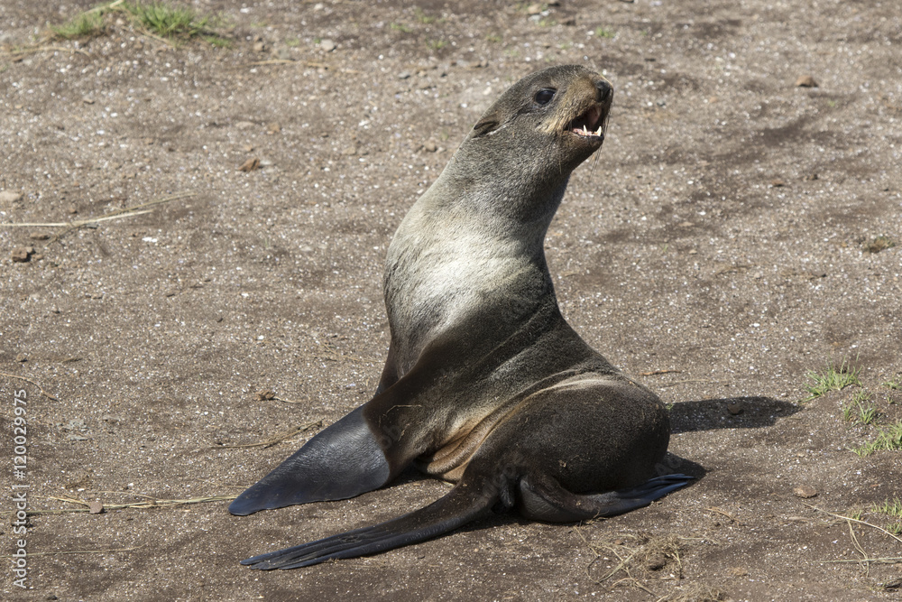 Fototapeta premium young northern fur seal sitting on the sand