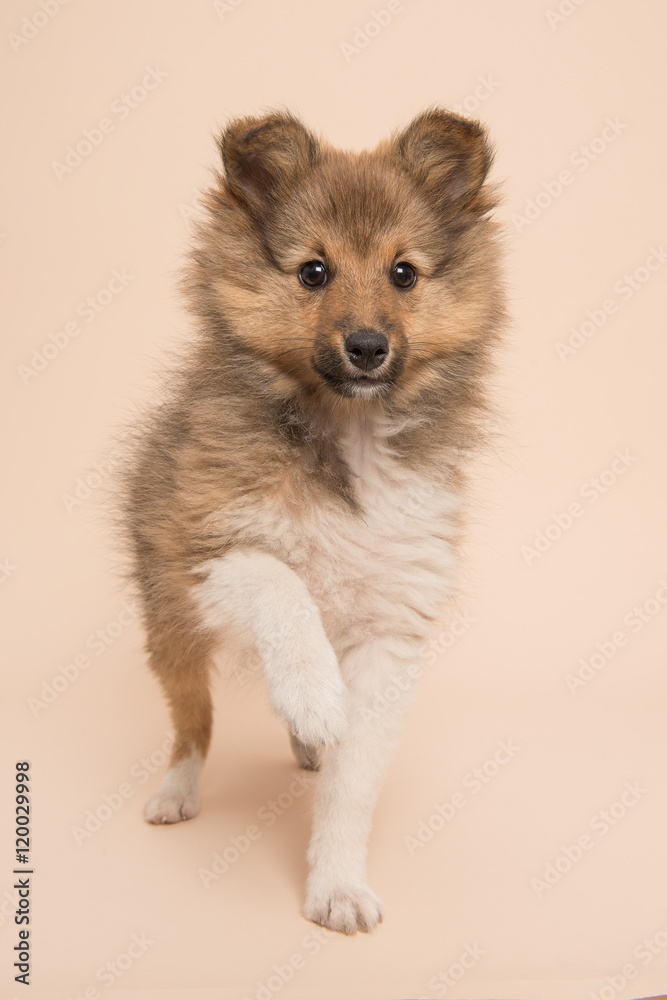 Obraz premium Cute shetland sheepdog puppy lifting its paw at a soft background facing the camera