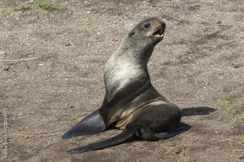 young northern fur seal sitting on the sand