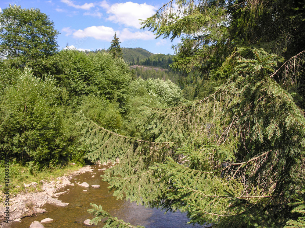Вид с моста на горную речку и окрестности над еловой веткой