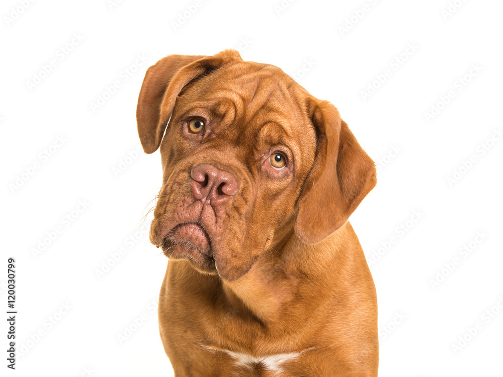 Bordeaux dogue portait facing the camera looking cute on a white background