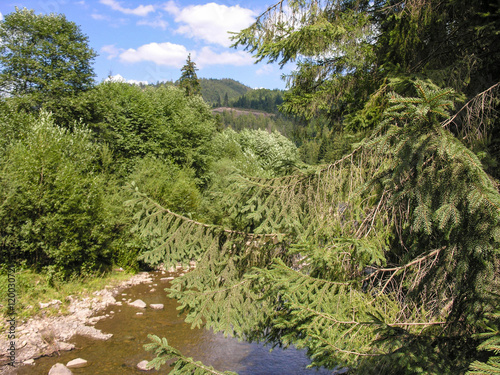 Вид с моста на горную речку и окрестности над еловой веткой