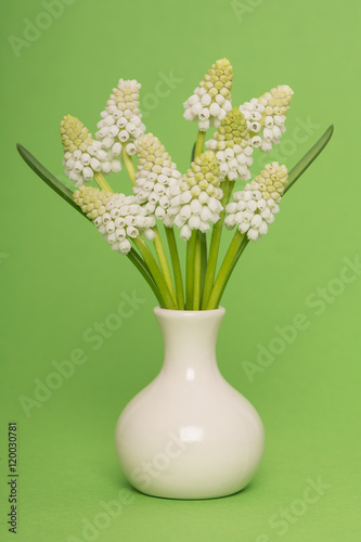 Bouquet of white grape hyacinths in a white pottery vase on a green background