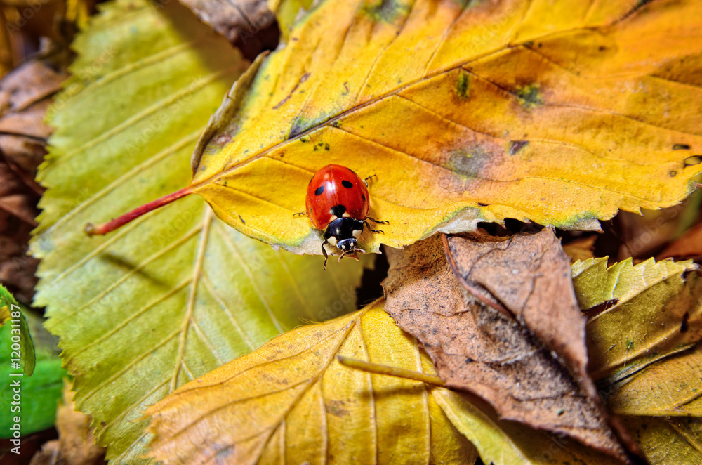 Obraz premium Ladybug on the fallen yellow leaves in the fall. Insects in the wild nature.