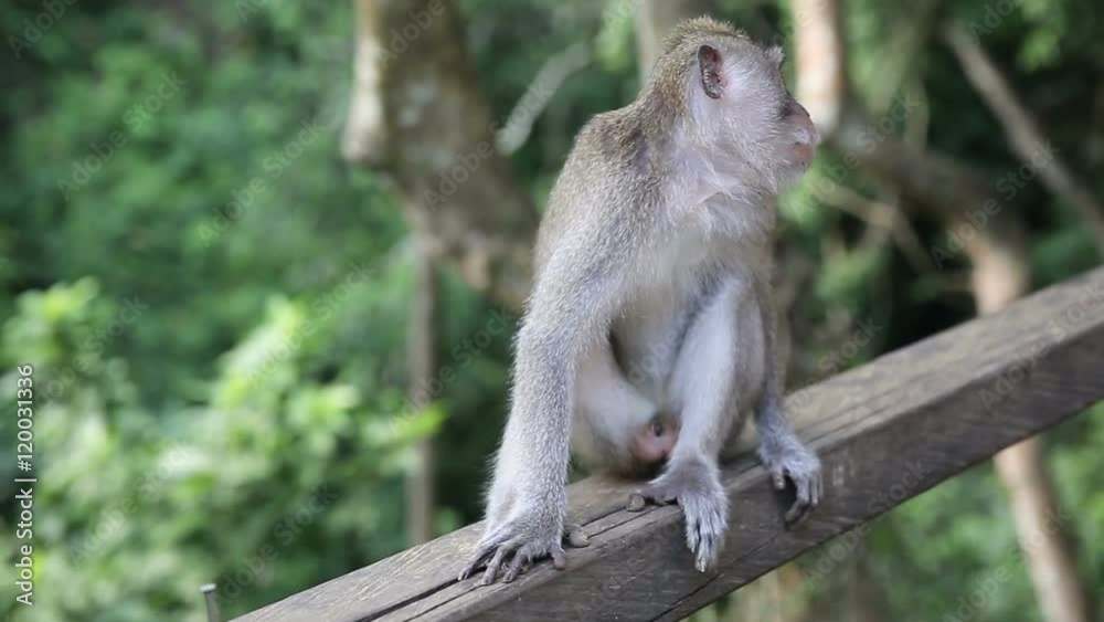 Monkey At Sacred Monkey Forest. Ubud, Bali, Indonesia. Long-tailed macaque (Macaca fascicularis) in Sacred Monkey Forest, Ubud, Indonesia Monkey At Sacred Monkey Forest. Ubud, Bali, Indonesia. Long-tailed macaque (Macaca fascicularis) in Sacred Monkey Forest, Ubud, Indonesia