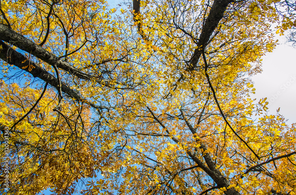 autumn trees with colorful leaves autumn trees with colorful leaves