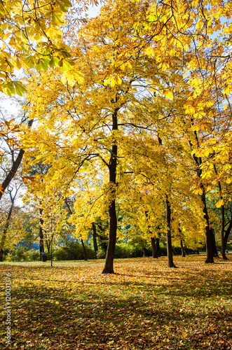 autumn chestnut trees