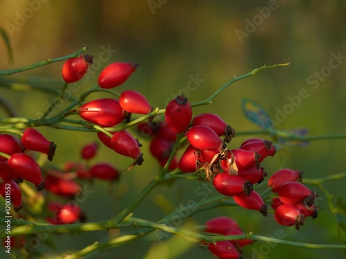 Rose hips ( Rosa canina )