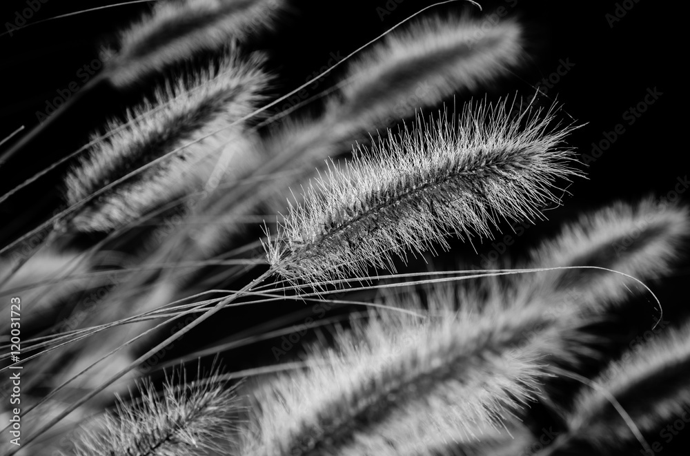 grass black and white grass black and white