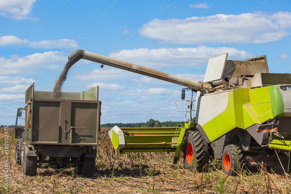 Fototapeta premium Combine harvester overloads sunflower seeds in a tractor trailer on the field, during the autumn harvest.