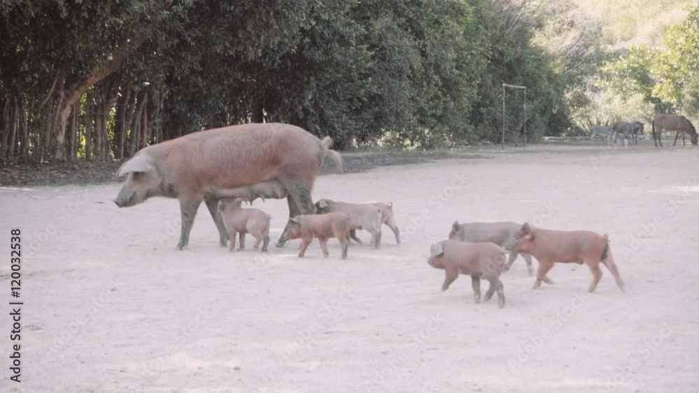 Family of pigs walking on dirt road. Family of pigs walking on dirt road.