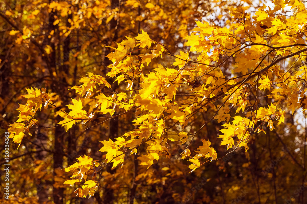 Yellow autumn maple leaves on the wind Yellow autumn maple leaves on the wind