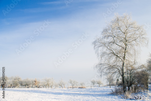 winter landscape of snowy tree in the field
