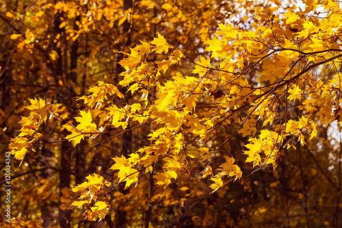 Yellow autumn maple leaves on the wind