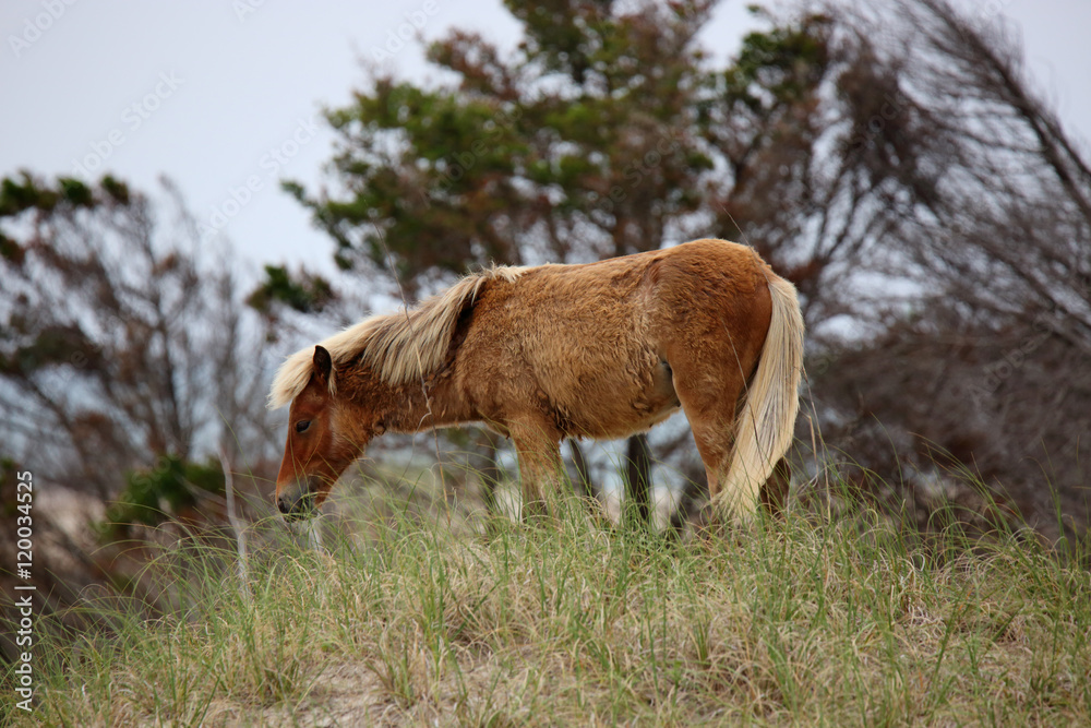 Four Wild Spanish mustangs of Shackleford Banks grazing on a dune