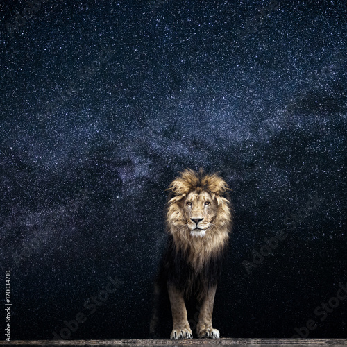 Lion and the starry sky, king among the stars