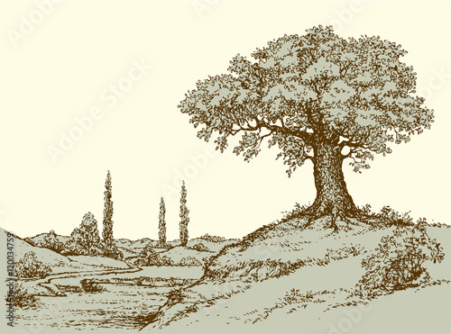 Vector landscape. Oak tree on the hill