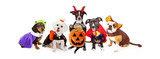Five Dogs Wearing Halloween Costumes Banner