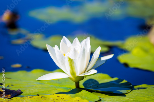 lily flower on lake water surface