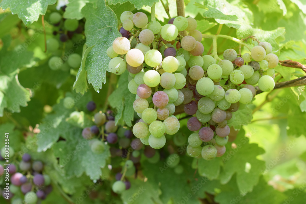 Close-up of a bunch of multi-colors grapes on grapevine in vineyard Close-up of a bunch of multi-colors grapes on grapevine in vineyard