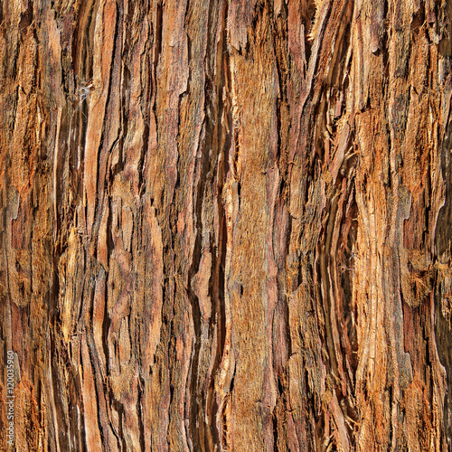 Close Up of Redwood Bark